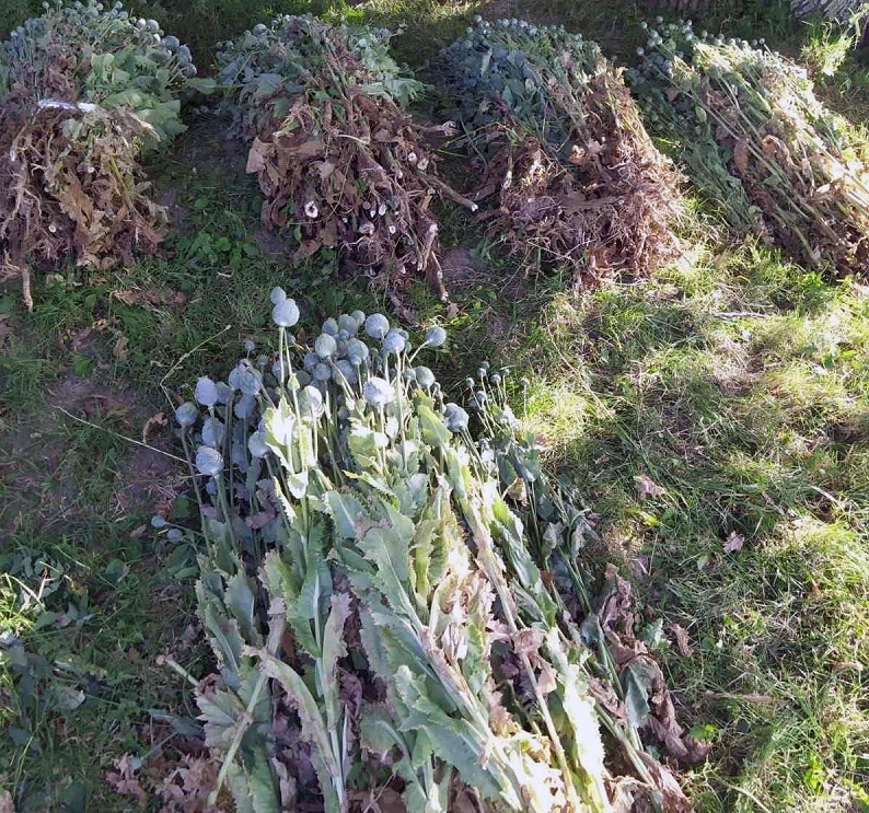 Вирощував понад 2 тисячі рослин снодійного маку: поліцейські викрили буковинця
