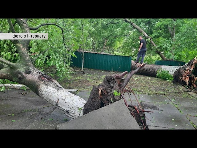 Повалені дерева та понівечені хати: наслідки негоди на Буковині