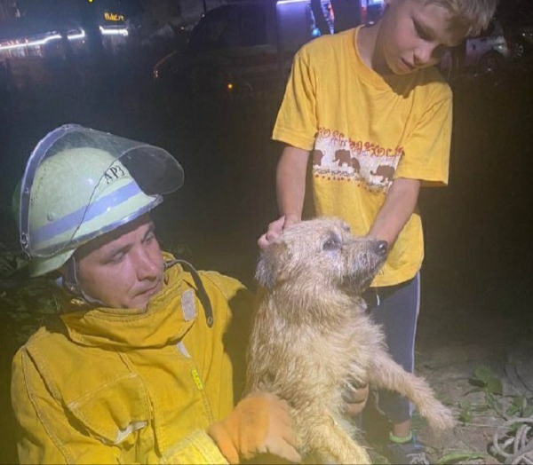 Упали в колодязь: на Буковині рятувальники врятували двох собак