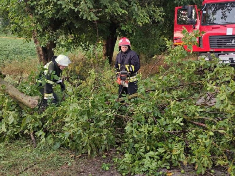 Негода на Буковині: рятувальники піднімали дерева з проїжджої частини