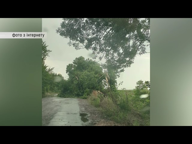 Потужний буревій пронісся Буковиною: шквальний вітер повалив на дороги області  десятки дерев