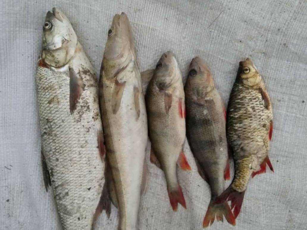 Незаконно лову рибу сіткою: буковинці завдали Дністровському водосховищу збитків на 13 тисяч