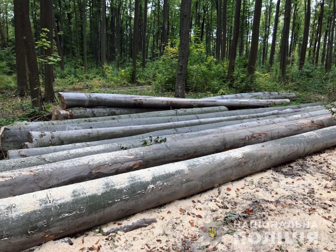 Нарубали дерев на 250 тисяч гривень: правоохоронці викрили буковинських лісорубів