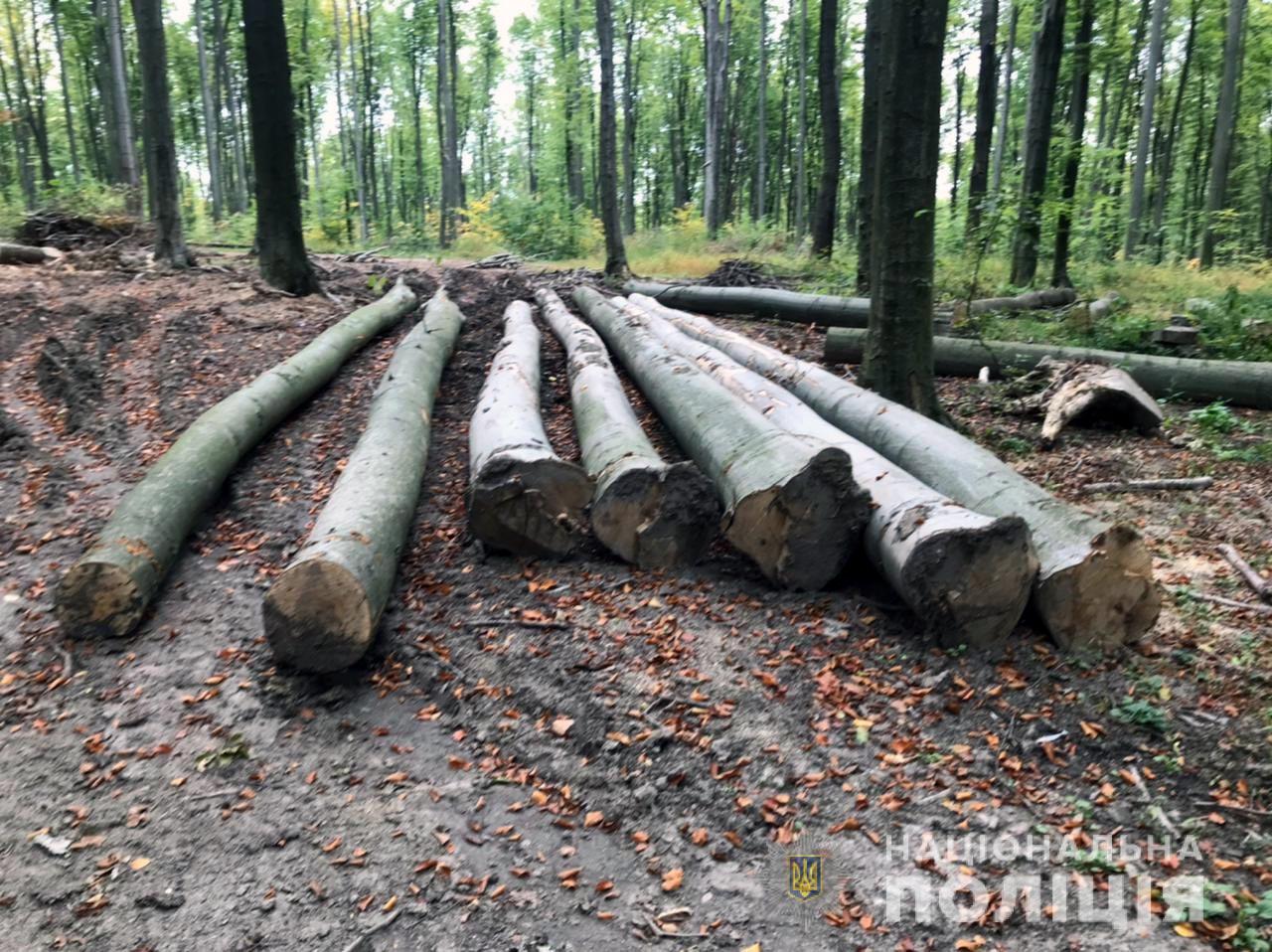 Незаконно спиляв дерев на 30 тисяч гривень: правоохоронці викрили буковинця