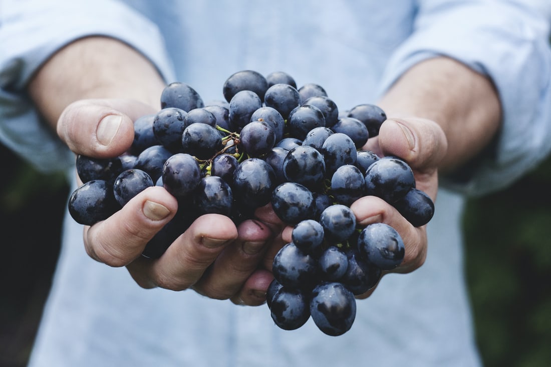 32 мільйони гривень виділять на компенсації для виноградарів та садівників — ОДА