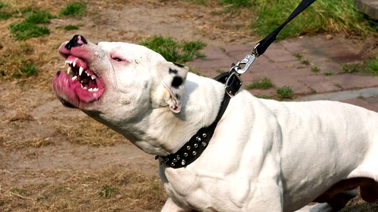 В Україні посилили штрафи за вигул собак без намордників і заборонили пересувні цирки