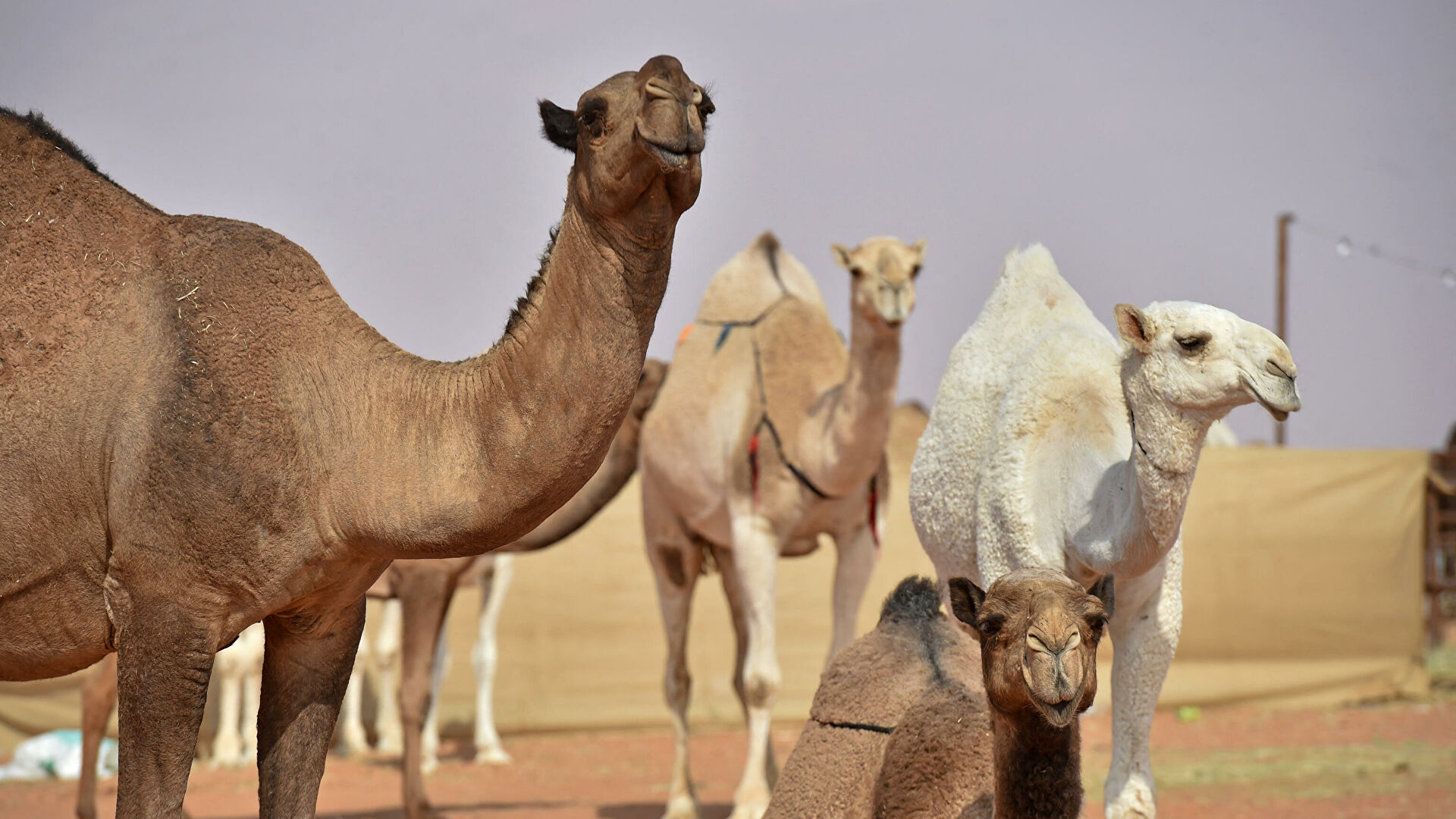 Ботокс, гормони й підтяжка обличчя: у Саудівській Аравії понад 40 верблюдів зняли з конкурсу краси