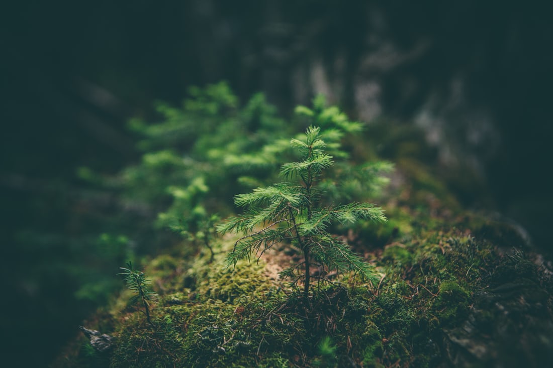 Висадили понад 1 мільйон дерев: на Буковині триває озеленення
