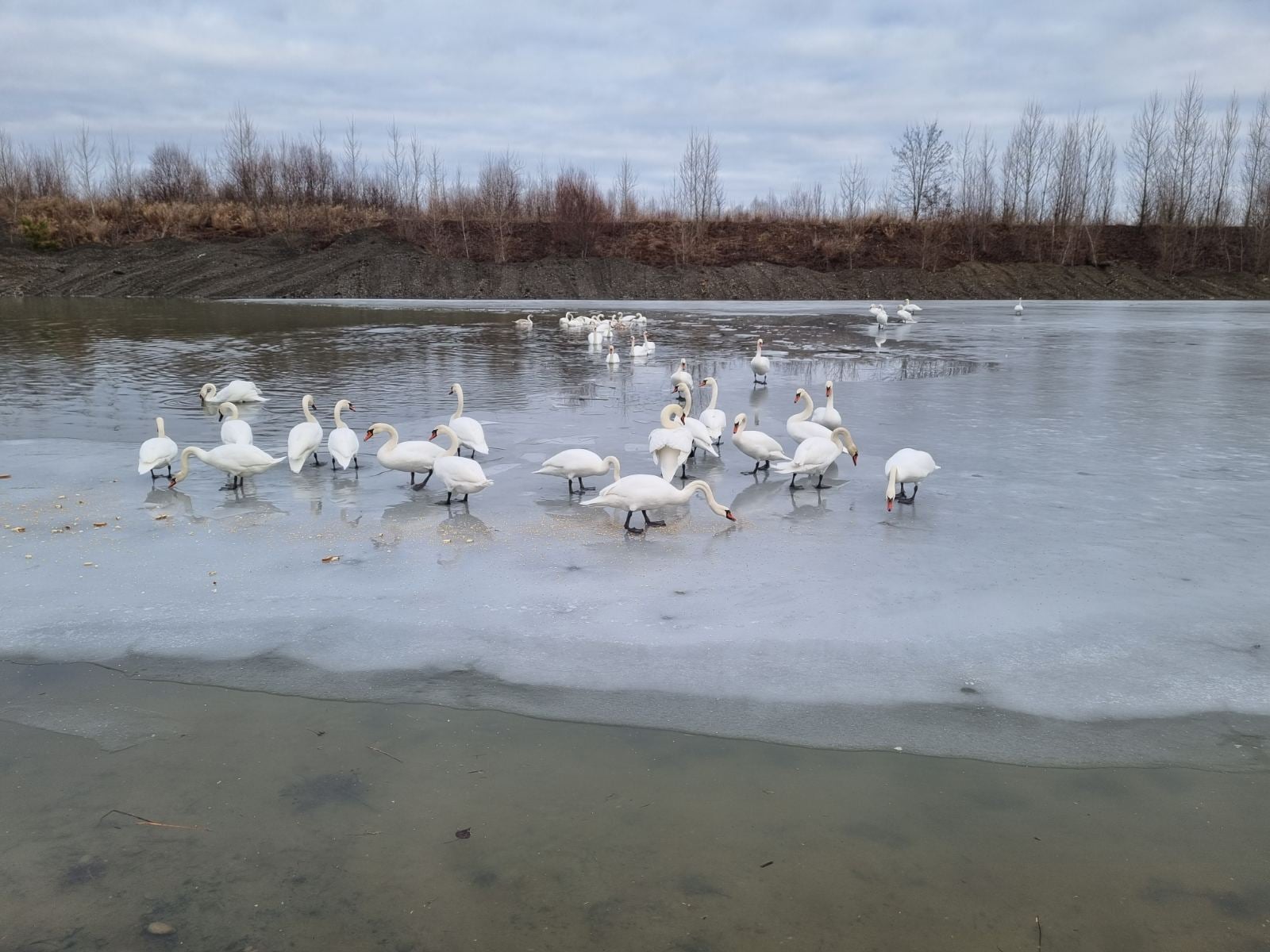 Рівень води відновили: на озеро у Чорториї повернулися лебеді