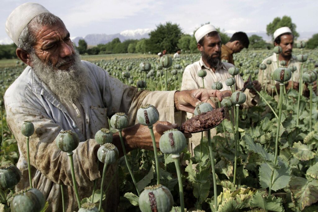 Таліби заборонили вирощування маку в Афганістані