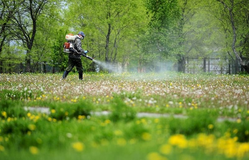 20 травня у Чернівцях будуть обробляти від кліщів парк імені Шевченка