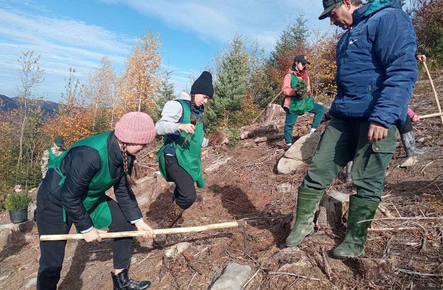 На Буковині завершили весняну лісокультурну кампанію