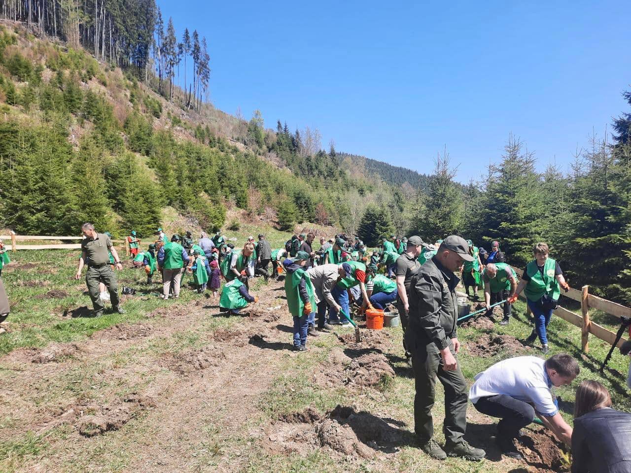Висадили близько півтори тисячі дерев: на Буковині переселенці взяли участь у екологічній акції