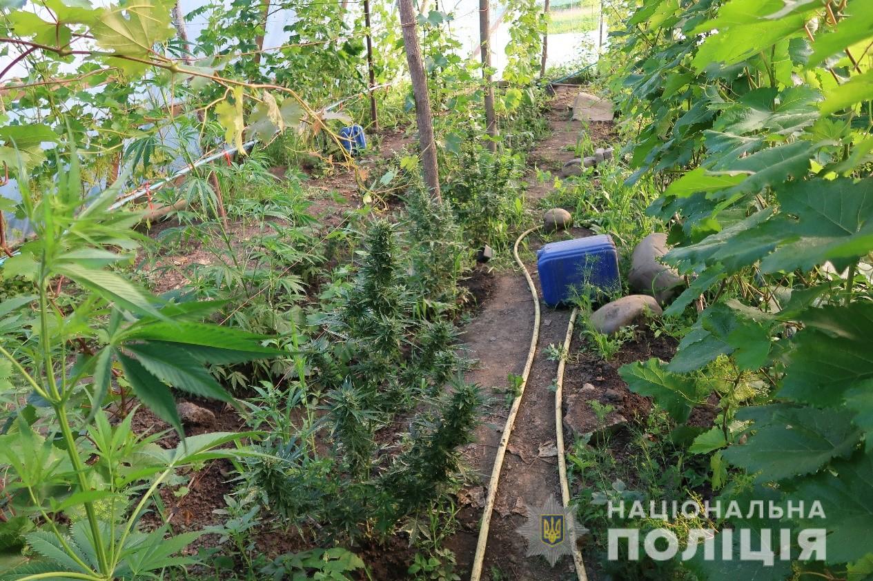 Чернівецькі поліціянти повідомили про підозру буковинцю у незаконному вирощувані конопель