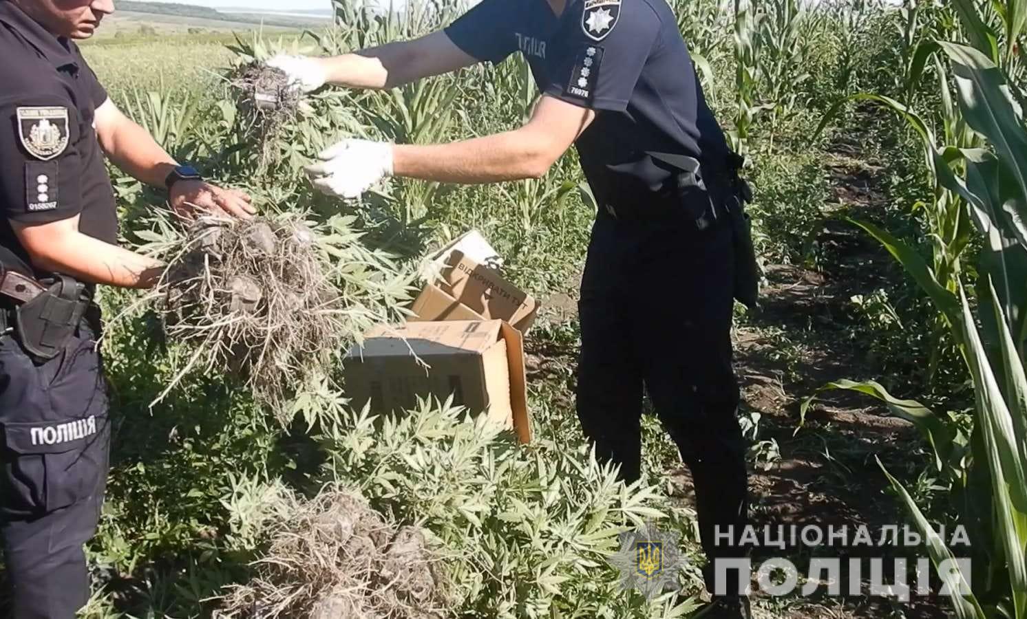 Вирощував наркотики на городі: поліцейські вилучили у 43-річного буковинця понад 100 кущів конопель