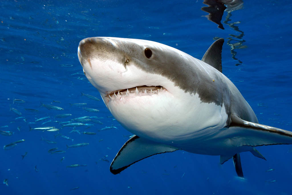 У Єгипті акула напала на туристку, відкусивши руку та ногу, жінка померла