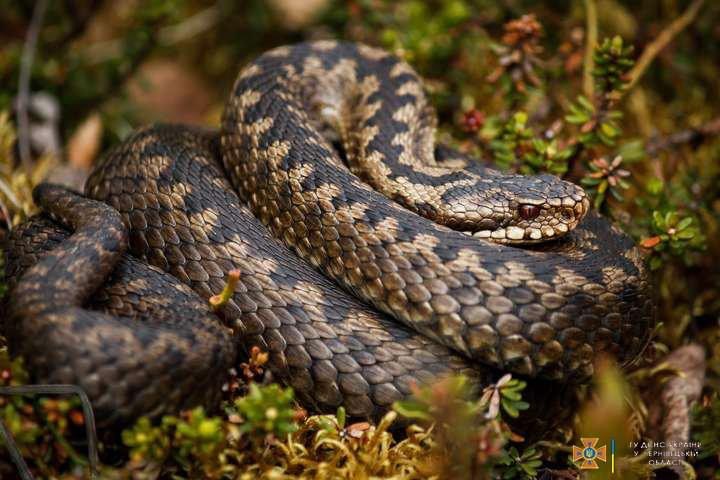 Потрапив до реанімації: на Буковині 64-річного чоловіка вкусила змія