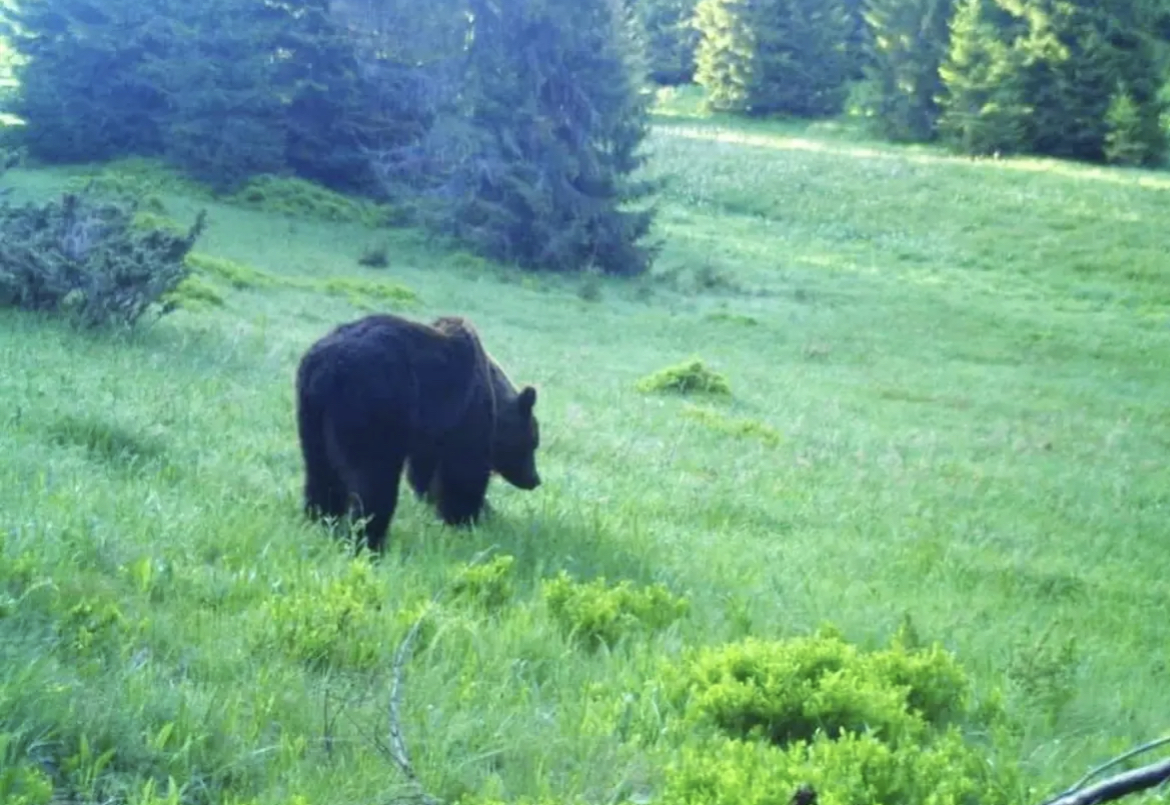 Розійшлися мирно: на кордоні з Румунією прикордонники зустріли ведмедя