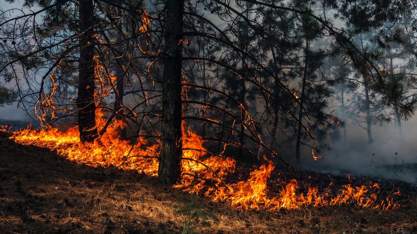 Ймовірні лісові пожежі: на Буковині оголосили надзвичайний рівень пожежної небезпеки
