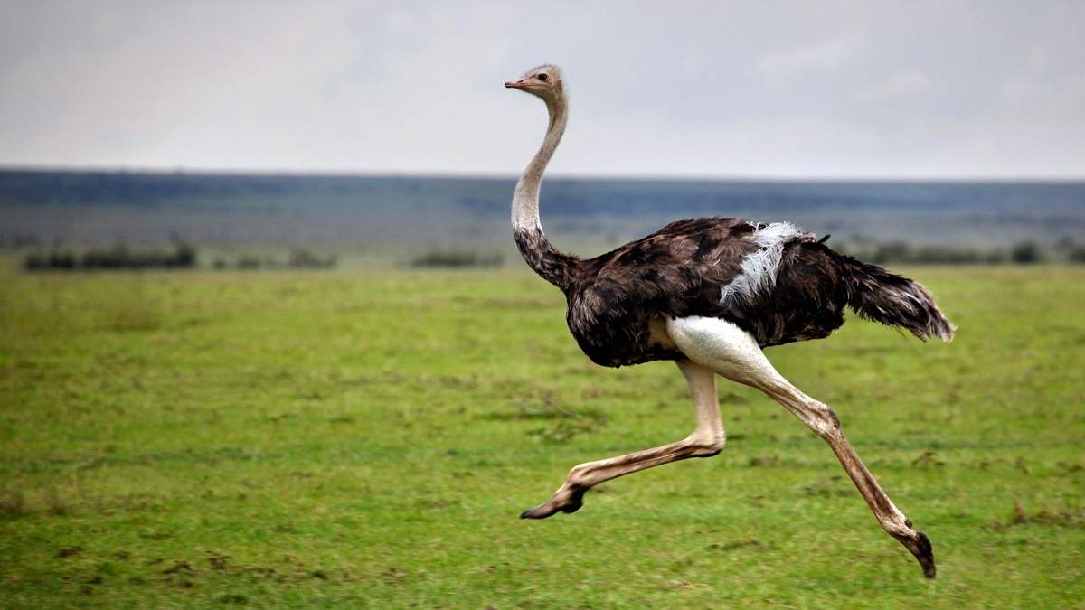 На Сокирянщині розводитимуть поголів‘я африканських чорних страусів