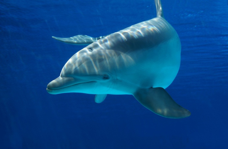 Загинули понад 5 тисяч дельфінів: через війну в Україні Чорне море викидає сотні тіл тварин на береги