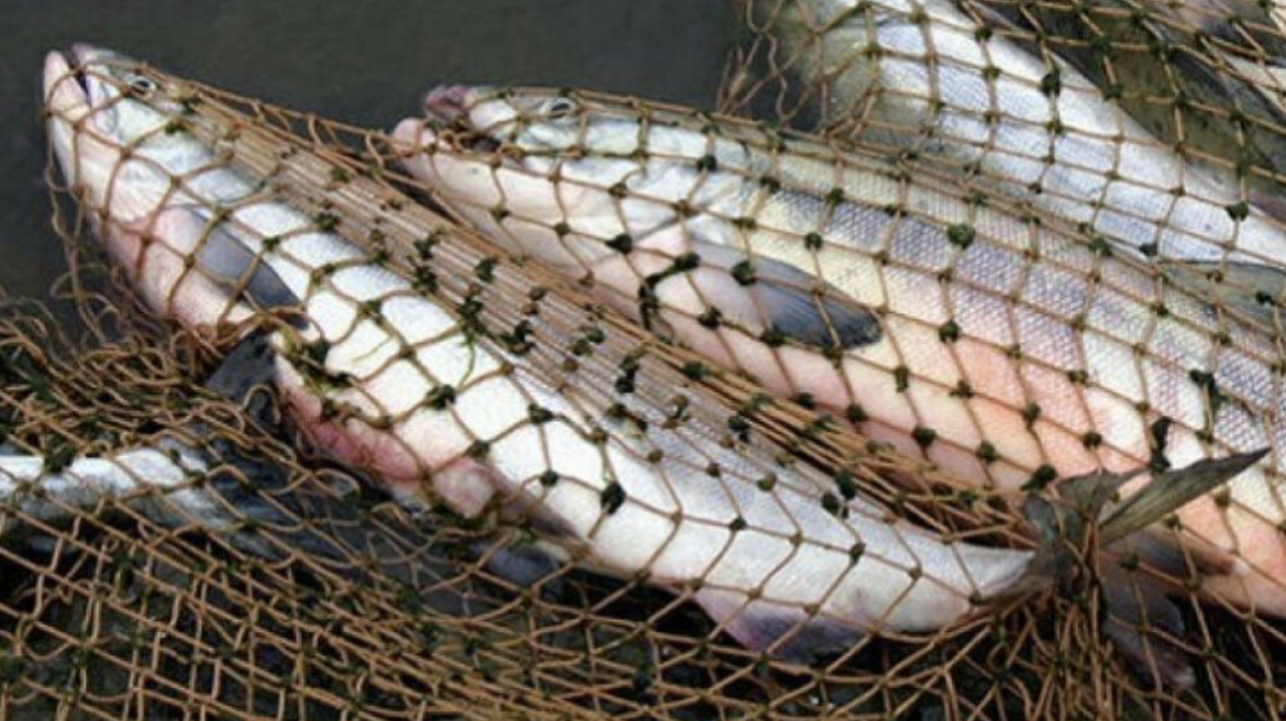 Виловив з Дністра понад 100 кг риби зникаючого виду: буковинця засудили до 2 років обмеження волі
