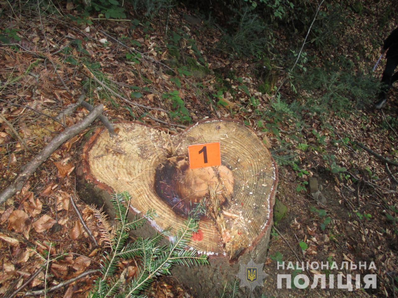 Порушникам загрожує до 3 років позбавлення волі: на Буковині двоє чоловіків незаконно вирубали дерева