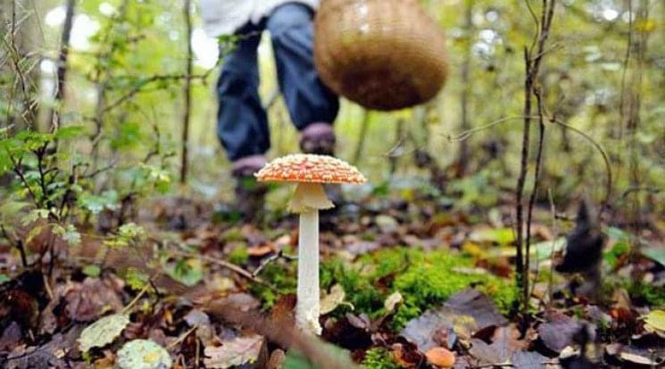Потрапили до реанімації: на Буковині дві жительки міста Кіцмань отруїлись грибами