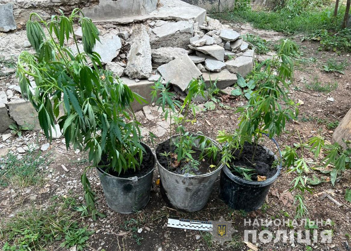 Вирощували коноплю: у двох районах Буковини виявили нові нелегальні посадки