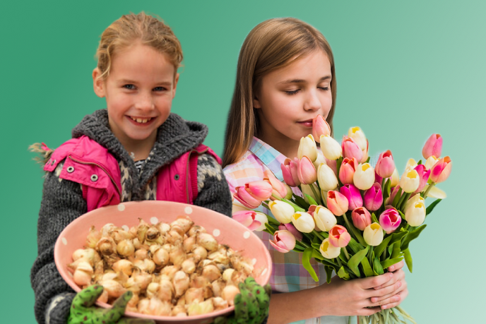 Безкоштовне озеленення українських шкіл: благодійники надають українським навчальним закладам по 500 цибулин квітів
