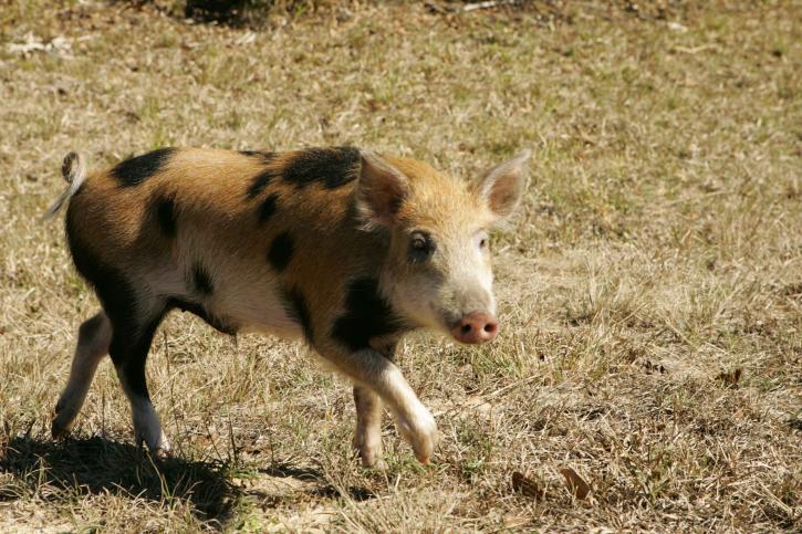 Надіслали власникам господарств інструкції: у Снятині занепокоєні спалахом чуми диких свиней на Буковині