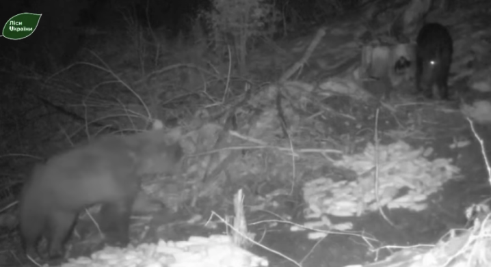 На Буковині фотопастка зафільмувала ведмедя та кабана, які прийшли вечеряти (ВІДЕО)