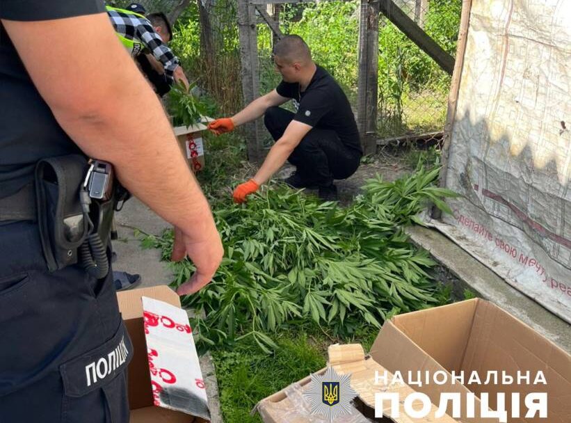 На Буковині поліціянти задокументували два факти незаконного вирощування нарковмісних рослин та зберігання наркотиків
