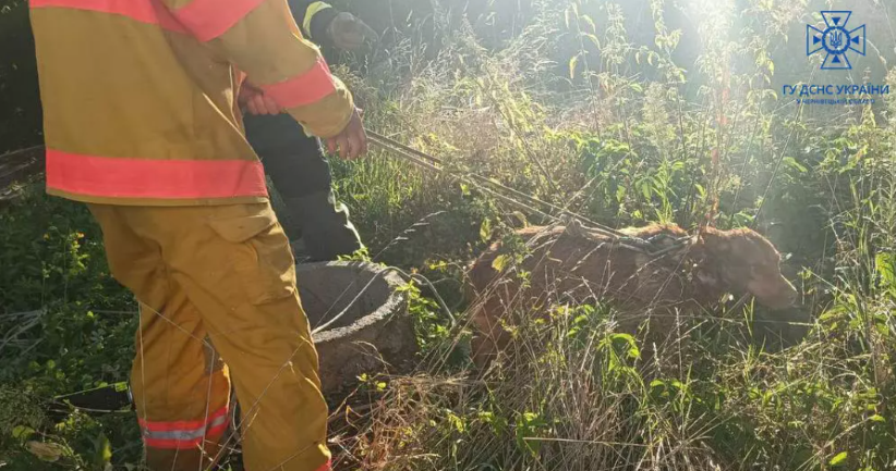 У Чернівцях рятувальники дістали з каналізаційного колодязя собаку