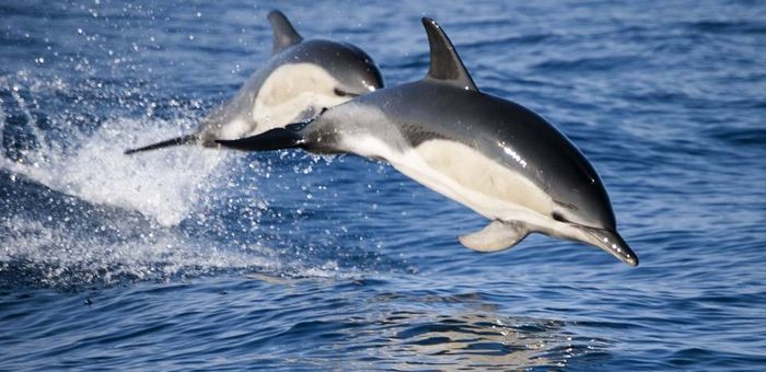 Понад 900 дельфінів загинули у Чорному морі внаслідок війни — Міндовкілля