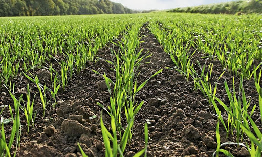 Українські аграрії посіяли вже майже 3,7 мільйона гектарів озимих