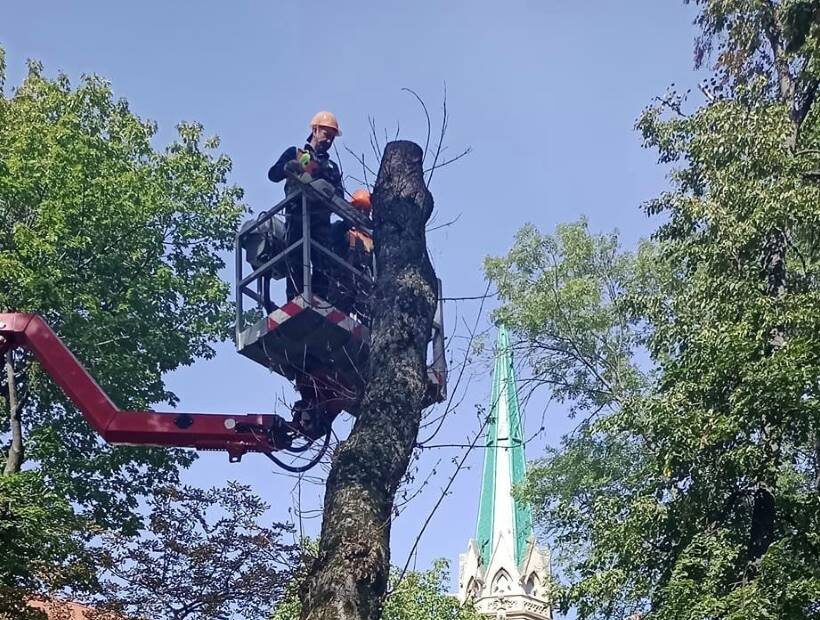 У Чернівцях в сквері на вулиці Кордуби видаляють аварійні дерева