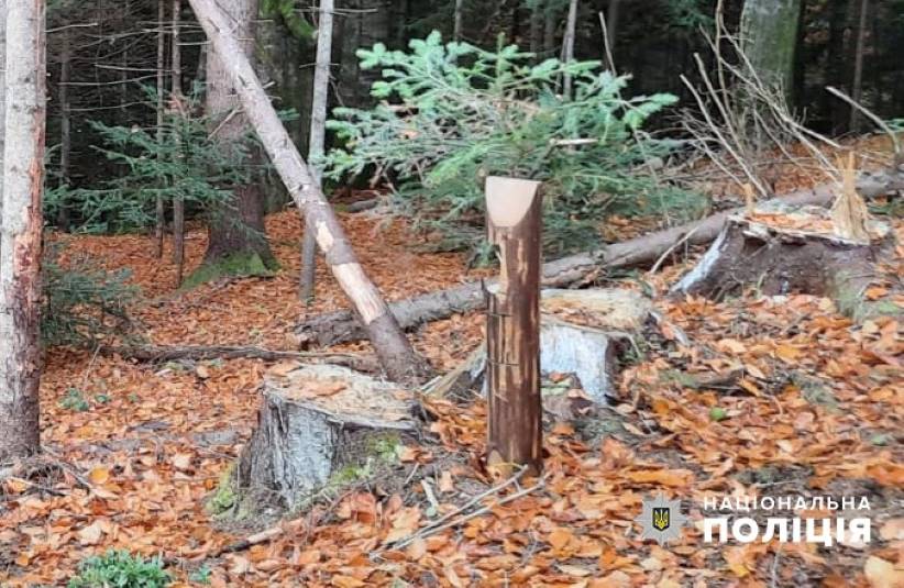 Буковинець постане перед судом за незаконне вирубування деревини