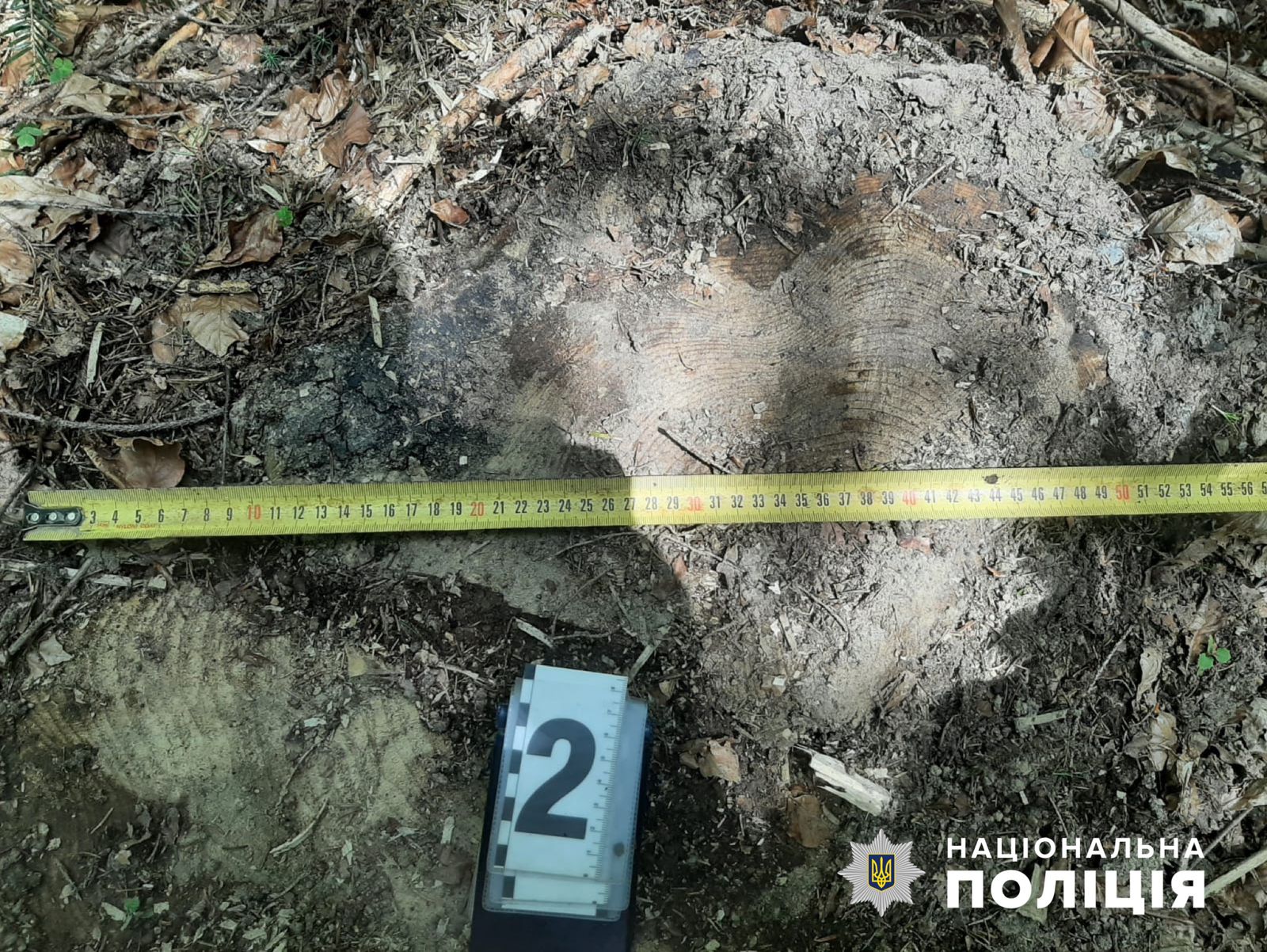 На Вижниччині поліцейські упіймали чоловіка, який вирубував деревину