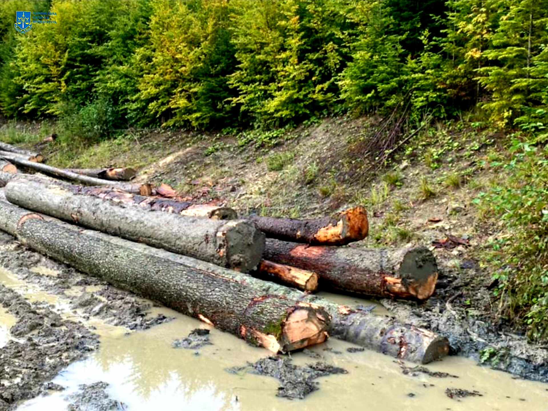 На Буковині судитимуть трьох чоловіків за незаконну вирубку лісу