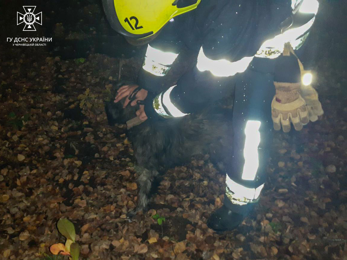 У Сторожинці рятувальники дістали собаку із каналізаційної ями