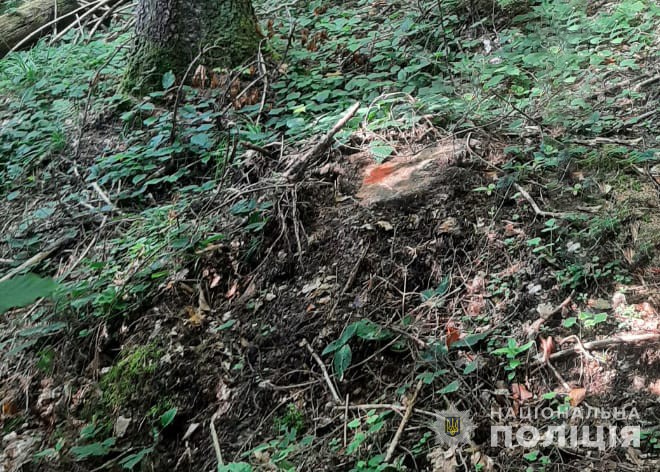 На Буковині завершили розслідування щодо чоловіка у порубці деревини на суму майже 70 тисяч гривень
