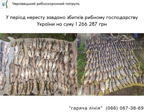 Чернівецьким рибоохоронним патрулем викрито правопорушення на суму 1 266 287 грн