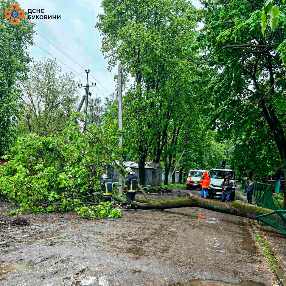 У Чернівцях рятувальники надали допомогу у розпилюванні поваленого дерева