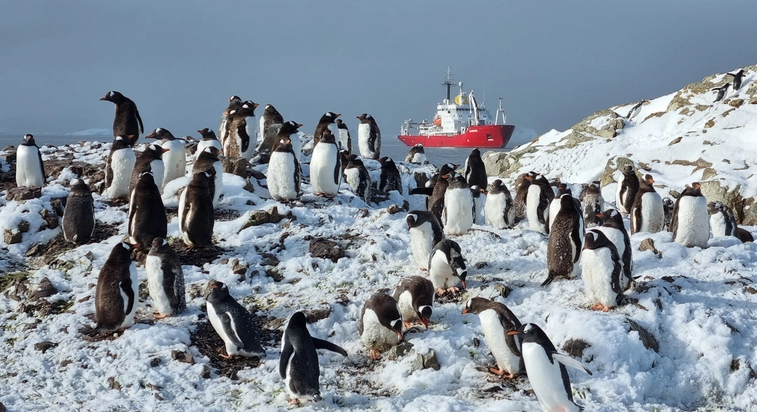 Українські полярники нарахували рекордну кількість субантарктичних пінгвінів