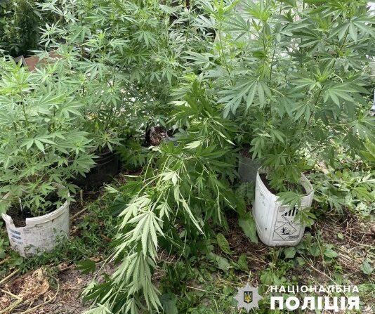 На Буковині поліціянти задокументували факт незаконного зберігання наркотиків та вирощування нарковмісних рослин
