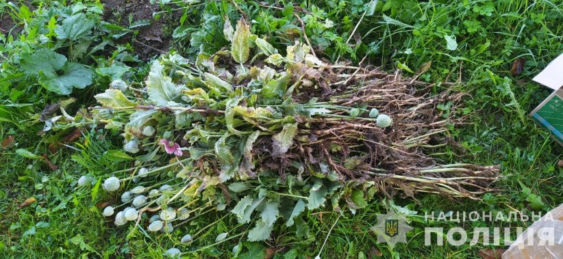 На Вижниччині поліціянти викрили буковинку у незаконному посіві нарковмісних рослин