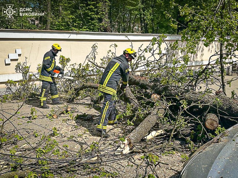 У Чернівцях прибрали повалене дерево