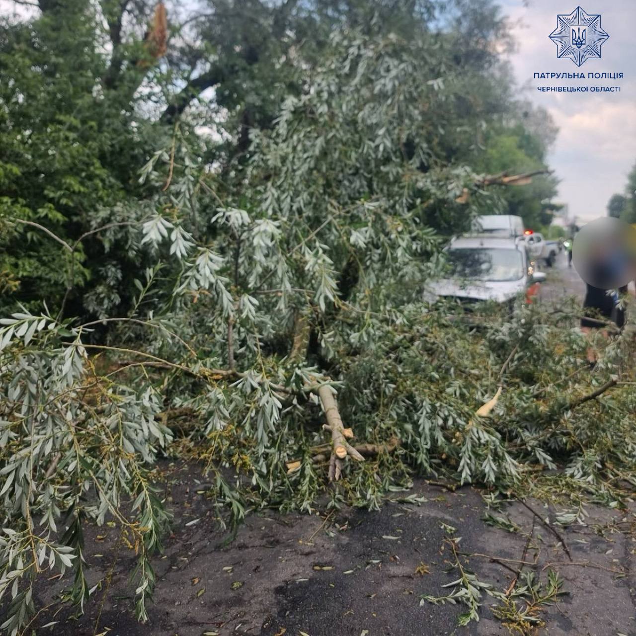 На вулиці Галицький Шлях впало дерево: рух відновлено