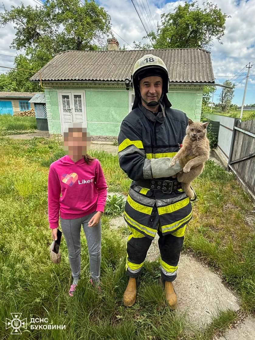 На Буковині рятувальники врятували собаку з ями та кота з дерева